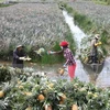 Forum promotes fruit production-consumption link in Mekong Delta