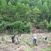 Monitoring system to aid forest management 