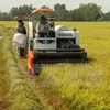 Mekong Delta farmers expand rice growing area