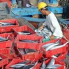 Seafood catches reach 2 million tonnes in eight months 
