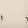 Malaysia confirms first case of pregnant woman infected with Zika 