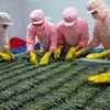 Higher US duties on Vietnamese shrimp