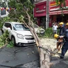 HCM City urged to inspect thousands of trees