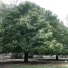 Two century-old trees in Thua Thien-Hue recognised as heritage trees