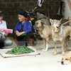 Hanoi responds to World Rabies Day 