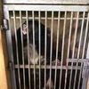 More Tibetan bears sent to rescue centre