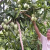 Mekong Delta urged to use advanced farming techniques