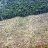 World Bank, Denmark support Indonesia’s forest management