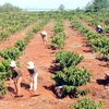 Central Highlands reduces coffee area