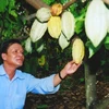 Cocoa to be grown with cashew trees 