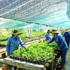 Vietnam needs safe herbal products 