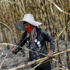 Thailand’s sugarcane output falls due to drought