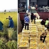 Thai military tightens monitoring over rice mills