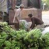Vietnam banana exports see upbeat outlook