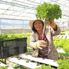 EU - potential market for Vietnamese farm produce