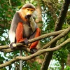 Red-shanked douc langurs discovered in Thua Thien-Hue 