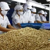 Cashew exports likely to reach 2.7 billion USD 