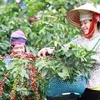 Central Highlands: High coffee prices offset decling output