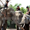 Elephant conservation comes into spotlight