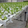 Hydroponics benefits growers in Da Lat