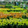 Tet flower festival opens in HCM City