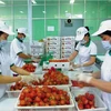 Vietnamese fruits gradually conquer foreign markets