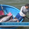 Phu Yen strives for 5,000 tonnes of tuna