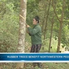 Rubber trees benefit northwestern people