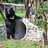 New home for rescued capitive bears in Vinh Phuc