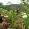 Herbal medicinal materials improve livelihoods