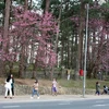 Cherry blossoms lure tourists to Da Lat