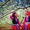 Moc Chau full of white apricot blossoms in spring