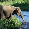 Dak Lak province moves to conserve elephants