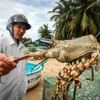 Fishing village builds fortune from lobsters