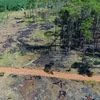 Dak Nong: Pine forests along Highway 28 being wiped out
