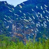 "Stork island" in Gia Lac, Ninh Binh