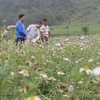 Pinky cosmos flowers woo visitors to mountainous province