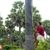 Palm-sugar, a specialty of An Giang