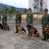 Police dogs in Da Nang city
