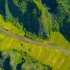 Golden ripe paddy fields looking from Hang Mua peak 