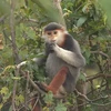 Journalists capture precious moments of primates