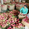 Sweet dragon fruit season for Binh Thuan farmers