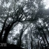 Grandiose beauty of Ta Lien Son forest in Lai Chau 