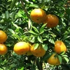 Farmers in Bac Kan wealthy thanks to tangerine trees