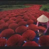 Vietnamese photos get ‘honourable mention’ at international contest