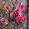 Pink blossoms symbolise luck for Tet 