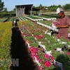 Flower villages across Vietnam during spring 