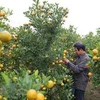 Kumquat tree - favoured plant for Tet 