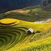 Ha Giang promotes beauty of Hoang Su Phi terraced fields online 