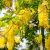 Golden shower blossom marks summer arrival in Hanoi